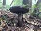 Pikkelyes tinóru (Strobilomyces strobilaceus), Mátra
